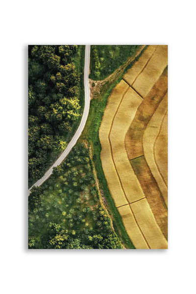 Akustikbillede med dronefoto af en markvej mellem grøn skov og gyldne kornmarker