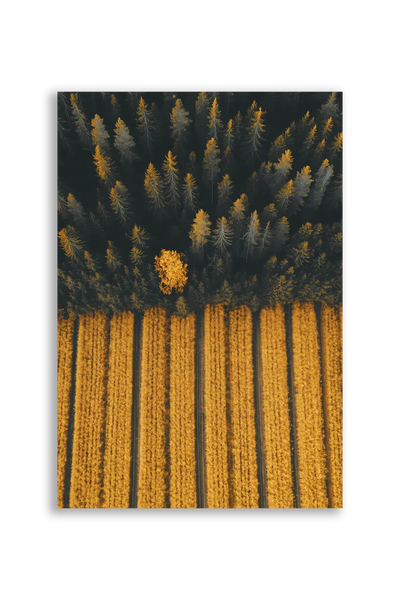 Akustikbillede med dronefoto af mørk nåleskov mod stribede gule marker