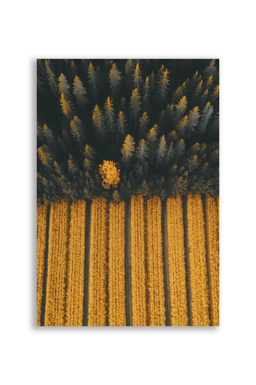 Akustikbillede med dronefoto af mørk nåleskov mod stribede gule marker