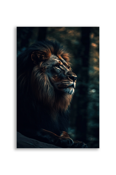 Lions NO. 11