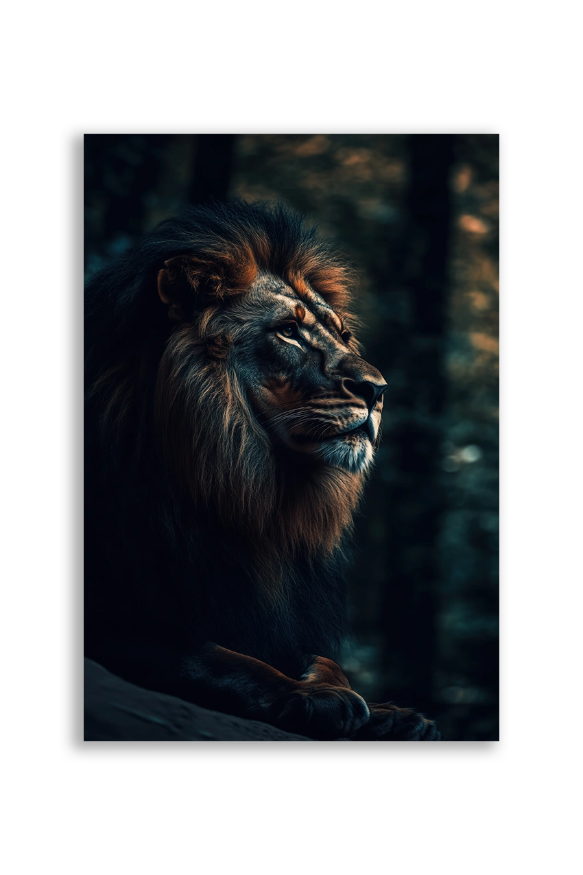 Lions NO. 11