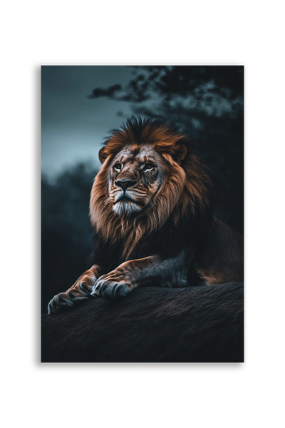 Lions NO. 12