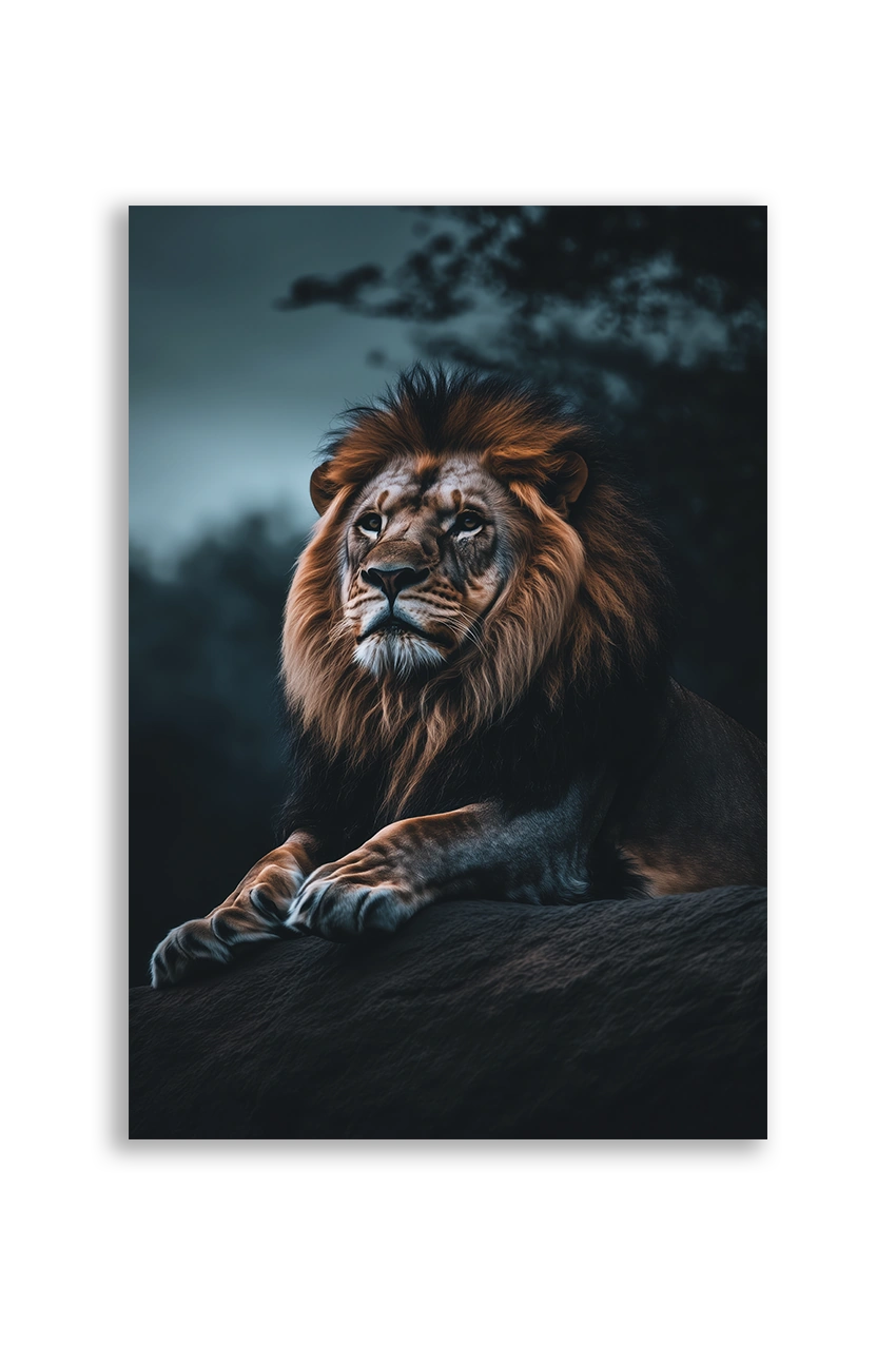 Lions NO. 12