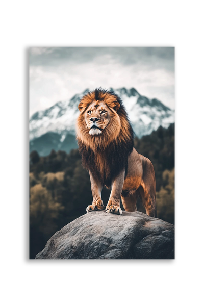 Lions NO. 17