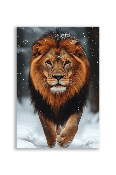 Lions NO. 19
