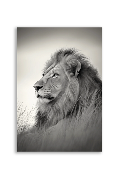 Lions NO. 27