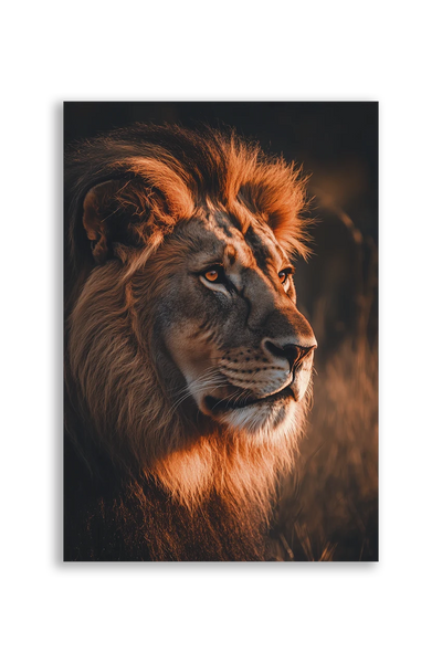 Lions NO. 34
