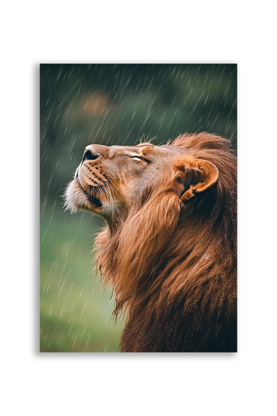 Lions NO. 53